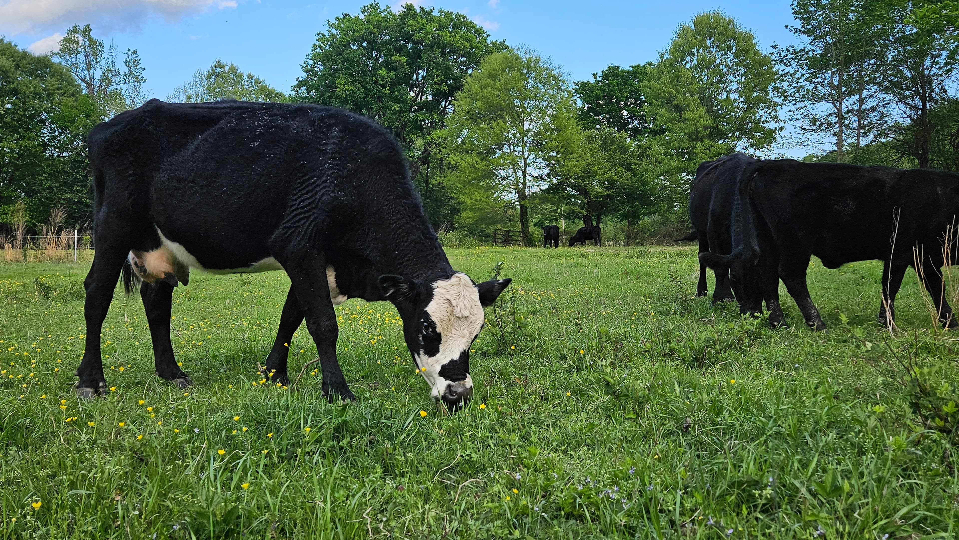Cattle grazing on pasture at Greenhill Farm